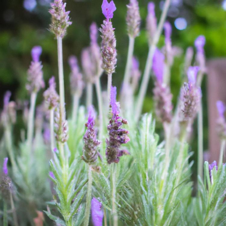 Lawenda wąskolistna – co musisz o niej wiedzieć?